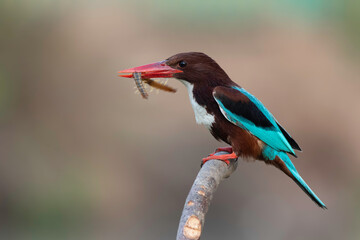 with a centipede in Halcyon smyrnensis mouth