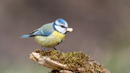 Fototapeta premium bird, natur, wild lebende tiere, tier, blau, ast, wild, baum, wald, blaumeise