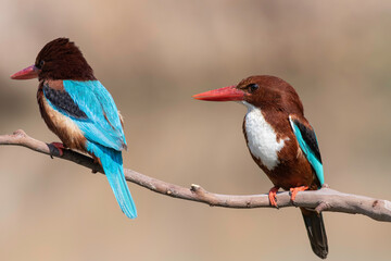 male and female Halcyon smyrnensison are standing on the same branch