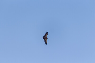 osprey in flight