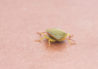 Piezodurus lituratus stink bug insect of intense yellowish green color, with reddish dots and antennae perched on a twig or the ground reddish background