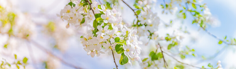 Beautiful panoramic scenery with spring flowers, green leaves and bokeh background