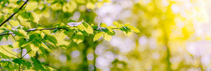 Beautiful panoramic spring scenery with green leaves and bokeh background