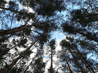 trees and sky