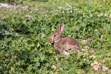 Brown rabbit eating in green grass shrubs