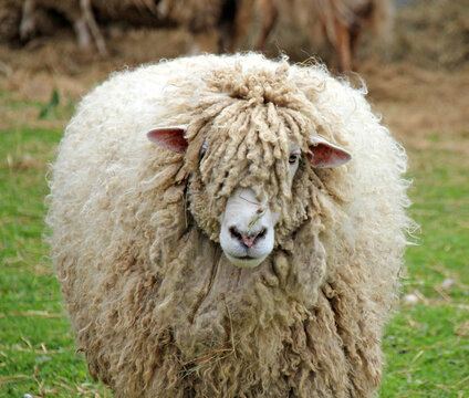 Thick wool Sheep in Atlantic Canada