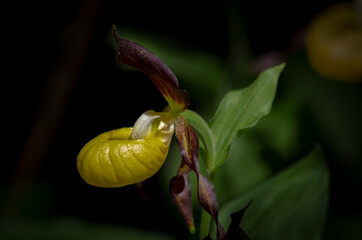 wild orchid frauenschuh