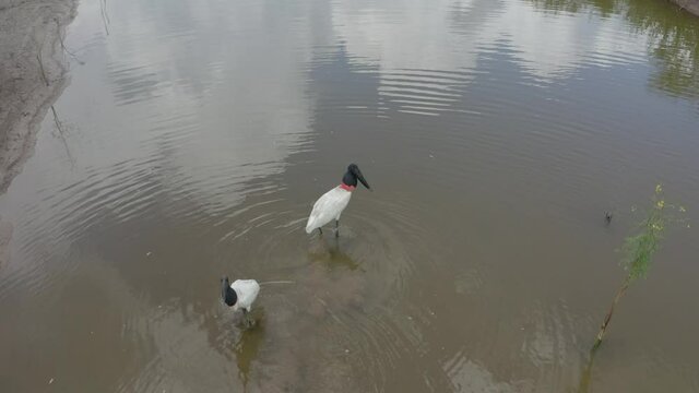 aerial image with drone of the Tuiuiu birds in the Pantanal Mato Grosso do Sul Brazil