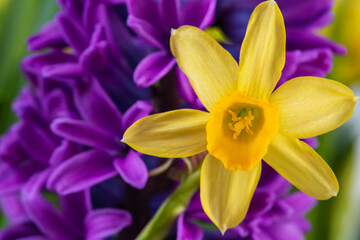 Spring daffodil flower macro view