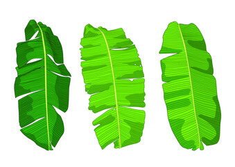 Green banana leaf fresh on white background illustration vector