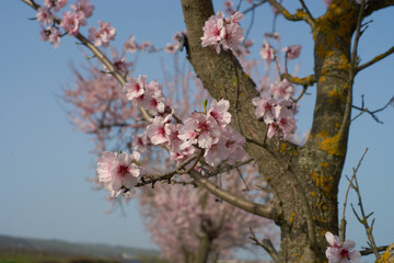 Baumblüten, rosa