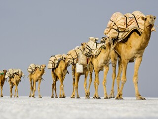 Long Camel caravan transporting salt across Ass Ale Salt Lake, Ethiopia.