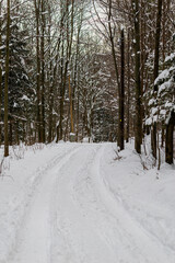 Winter in polish mountains, tree covered by fresh snow