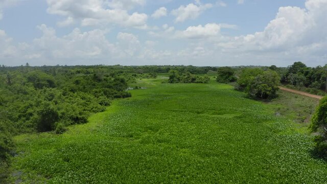 aerial image with drone from Pantanal in Mato Grosso do Sul Brazil