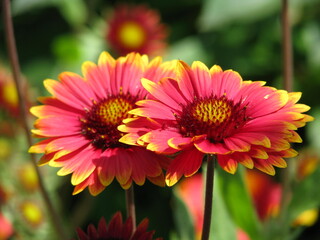 Red and yellow dahlia  summer day