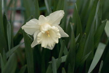 Blooming white daffodil with a long core. A daffodil flower on a blurry background on a sunny day. Spring flowers. White beautiful daffodil with green foliage.