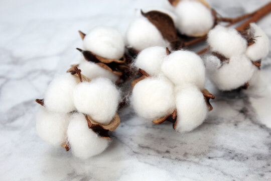 Close-up cotton sprig on a marble background