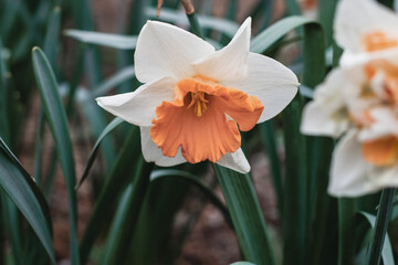 A white daffodil with a peach-colored core. Blooming white daffodil with green foliage. A white daffodil flower on a blurry background on a sunny day. The first spring flowers.