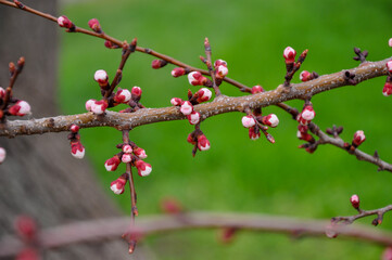 berries on a tree