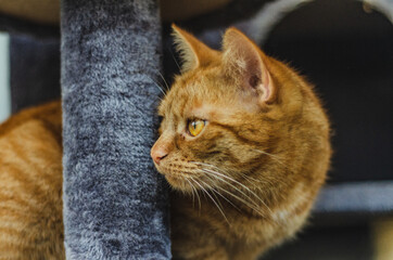 portrait of a ginger cat. cat on a scratching post 
