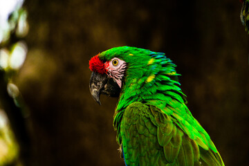 Guacamaya verde militar - Una especie en peligro de extinción 