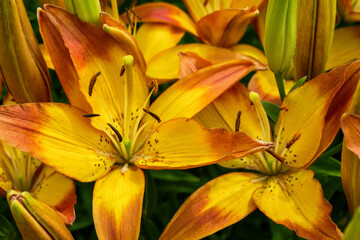 Fototapeta premium Flower bed with flowers in garden. Yellow-red Daylilies (Latin: Hemerocallis) close up. Selective focus.