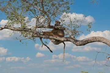 Monkey on a branch in Tanzania National Park