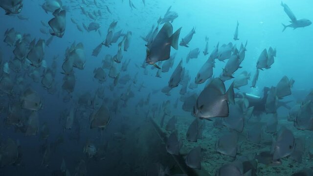 A large school of fish species cover the wreck of the ex-navy ship HMAS Tobruk as scuba diver explore the underwater sunken boat