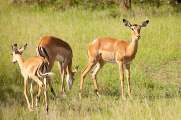 Antelope in Tanzania National Park