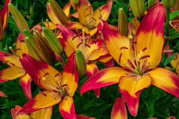 Obraz premium Yellow-pink Daylilies (Latin: Hemerocallis) close up. Floral bed. Soft focus.