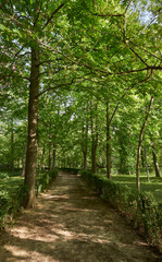 Fototapeta na wymiar Path surrounded by green tall trees in El Retiro park, Madrid, Spain