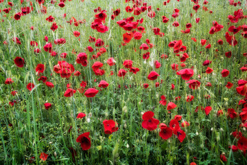 Beautiful field of red poppies in the sunset light. 