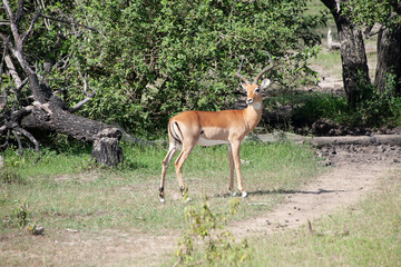 Antelope in Tanzania National Park