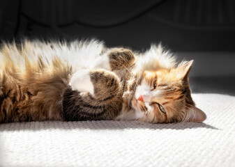 Cat sun bathing belly up. Partial cat portrait. Cute fluffy female kitty lying sideways in relaxed...