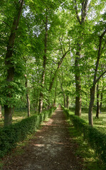 Path surrounded by green tall trees in El Retiro park, Madrid, Spain