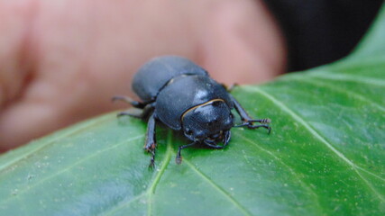 Naklejka premium beetle on a leaf