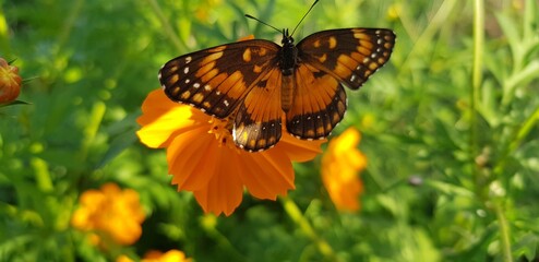 butterfly on flower