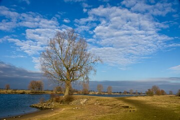 Fototapeta na wymiar Tree on the flood plains of Meuse River near Den Bosch in the Netherlands