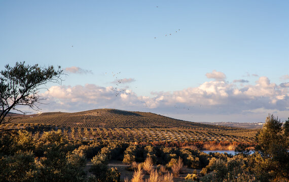 Olive groves landscape at the Laguna de Zonar in southern Spain