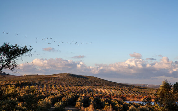 Olive groves landscape at the Laguna de Zonar in southern Spain
