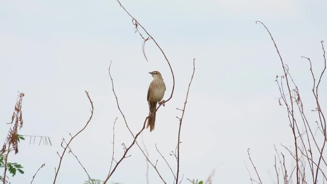Striated Grassbird, Megalurus palustris, Thailand; a tilt shot of this individual while perched on a dry slender twig as it chirps during the afternoon just before sunset.