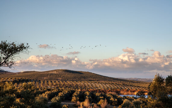 Olive groves landscape at the Laguna de Zonar in southern Spain