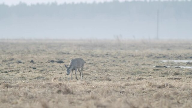 Common wild roe deer walking and eating grass on the field in early spring dry grass meadow close up