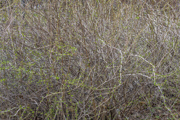 Fototapeta na wymiar Unusual dried bush in a suburban forest belt in early spring