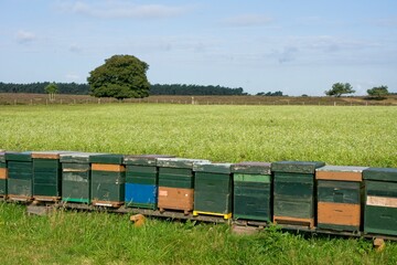 Beehives in Nature Reserve Planken Wambuis near Ede in the East of the Netherlands