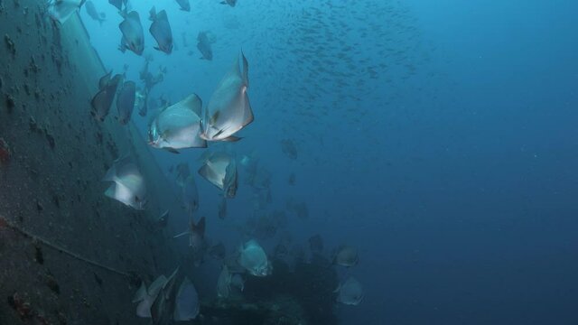 Underwater footage moving towards large schools of fish slowly parting way to reveal the rusty side of the Ex-HMAS Tobruk scuttled to provide a wreck dive for scuba divers