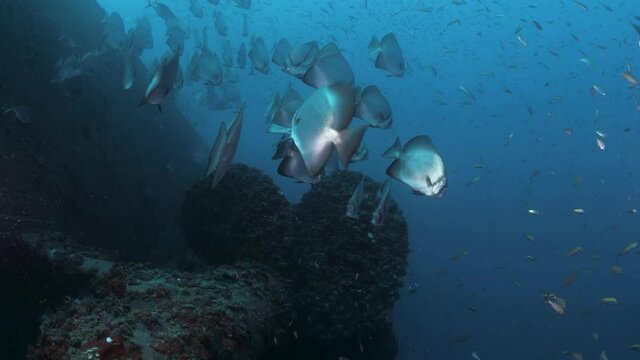 Underwater footage moving along a sunken shipwreck revealing the rusted propeller of the recently scuttled Ex-HMAS Tobruk to provide a artificial reef dive site for scuba divers