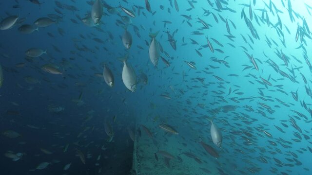 Underwater footage slowly moving along the rusty side of the Ex-HMAS Tobruk recently scuttled to provide an artificial  wreck dive for scuba divers