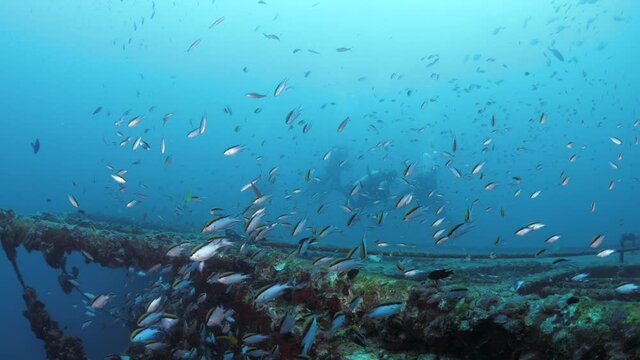 Underwater view of scuba divers exploring a colourful artificial reef of a sunken shipwreck teeming with schools of fish and tropical blue water