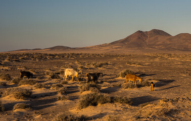 Pustynia, Fuerteventura © Marcin